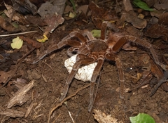 Sericopelma