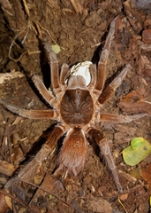 Sericopelma