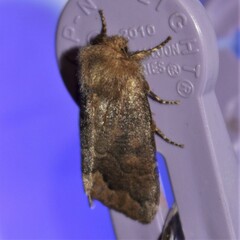 Orthosia garmani