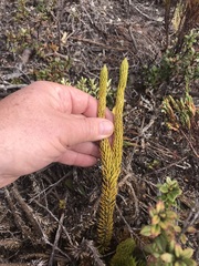 Phlegmariurus crassus