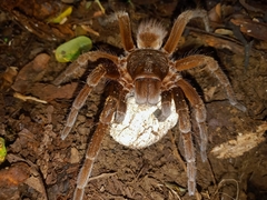 Sericopelma