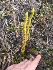 Phlegmariurus crassus