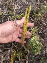 Phlegmariurus crassus