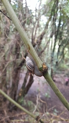 Plectostylus araucanus