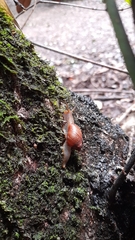 Plectostylus araucanus