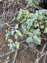 Frangula californica tomentella