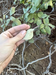 Frangula californica tomentella