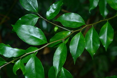 Ilex rotunda