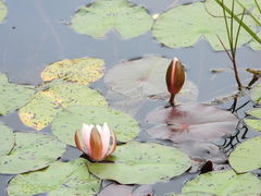 Nymphaea × marliacea