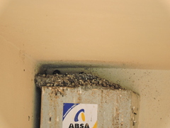 Petrochelidon fulva