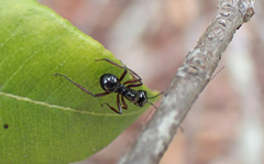 Polyrhachis australis