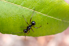 Polyrhachis australis