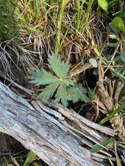 Potentilla glaucophylla