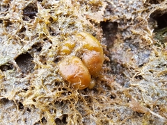Colpomenia