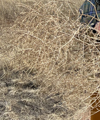 Salsola tragus