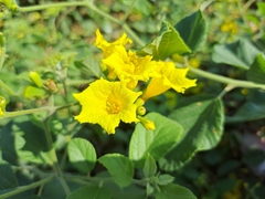 Cordia lutea