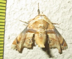 Eutelia callichroma