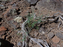 Astragalus straturensis