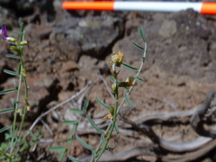 Astragalus straturensis