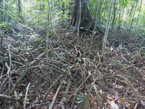 Myristica fatua observed 2013-03-16