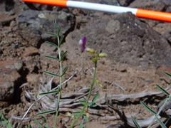Astragalus straturensis