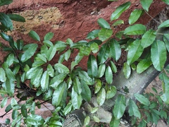 Heptapleurum heptaphyllum