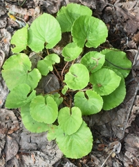 Viola renifolia