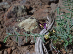Astragalus straturensis