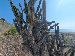 Armatocereus cartwrightianus