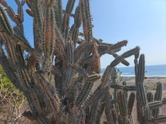 Armatocereus cartwrightianus
