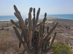 Armatocereus cartwrightianus