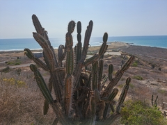 Armatocereus cartwrightianus