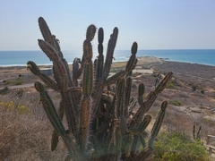 Armatocereus cartwrightianus