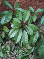 Heptapleurum heptaphyllum