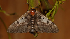 Nataxa flavescens