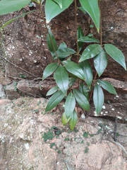 Photinia serratifolia