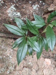 Photinia serratifolia