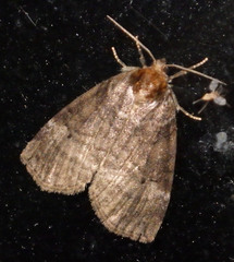 Ochropacha duplaris