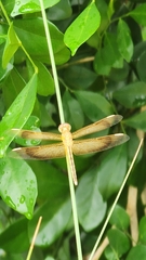 Neurothemis stigmatizans