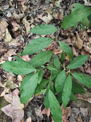 Aidia cochinchinensis