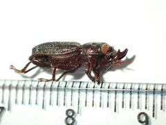 Syndesus cornutus