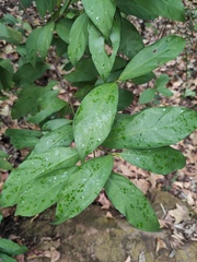 Aidia cochinchinensis