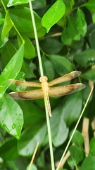 Neurothemis stigmatizans