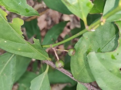 Aidia cochinchinensis