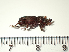 Syndesus cornutus