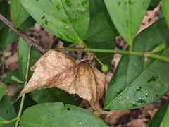 Aidia cochinchinensis