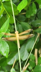 Neurothemis stigmatizans