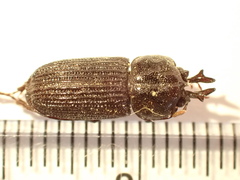 Syndesus cornutus