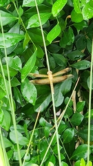 Neurothemis stigmatizans