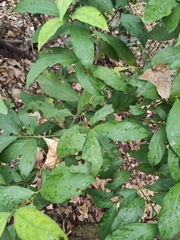 Aidia cochinchinensis